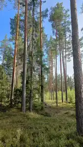 Ryabinushka - 26