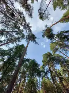 Kupolnaya baza Royal Forest - 9