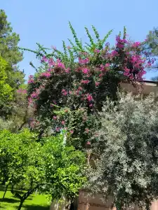 Champion Holiday Village - All Inclusive - 26