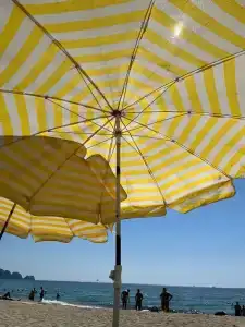 Kleopatra Royal Palm - 39