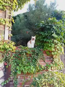 Rassl Country Home - 31