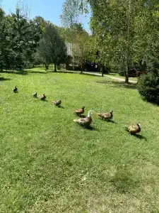 Zagorodny Klub Kura Tse Tse - 49