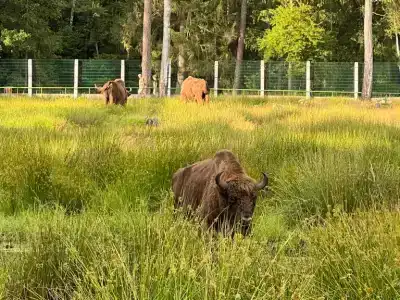 Belovezhskaya pushcha №2 - 3