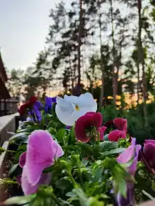Донской лес - 59