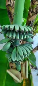 Odeon Guest House - 44