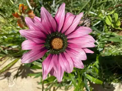 Lonicera Resort & Spa - Ultra All Inclusive - 47