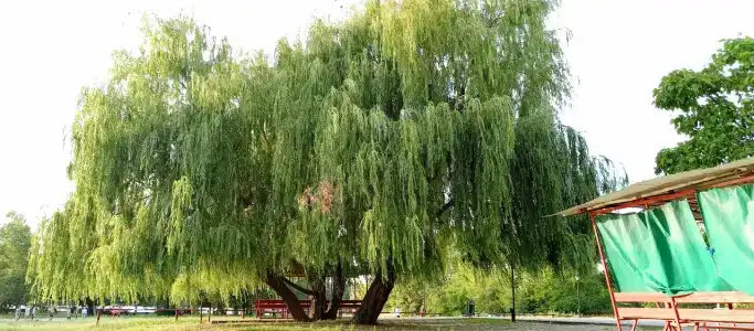 Tihaya Gavan Tourist base - 3