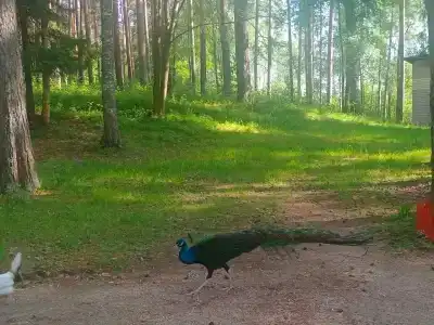 Eco Park Tourist base - 33