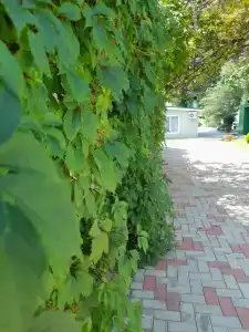 Lukomore Pansionat - 49