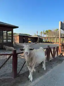 Titanic Deluxe Golf Belek - 34