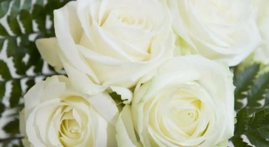 Best Western Alba - 39