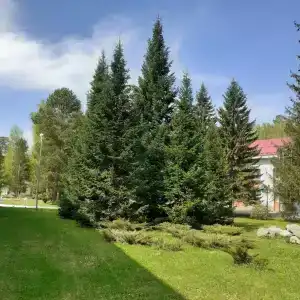 Berezovaya roshcha - 28