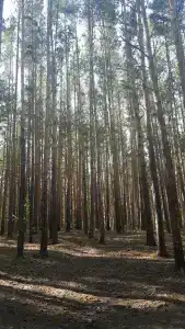 Travakul - 2