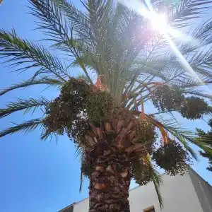 Antik Garden - All Inclusive - 40