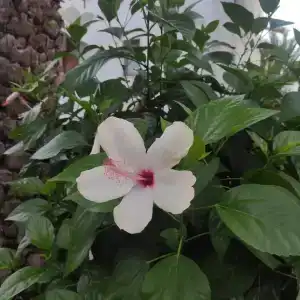 Antik Garden - All Inclusive - 97