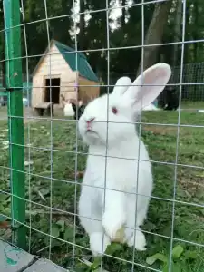 Lesnaya Skazka Restaurant-Complex - 95