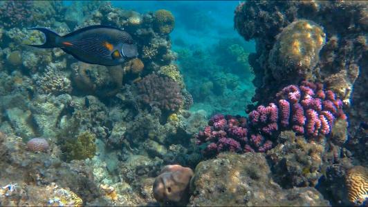 King Tut Aqua Park Beach Resort - 33