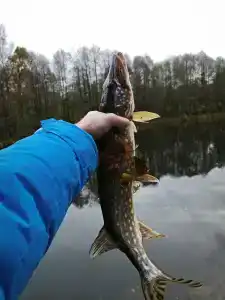 Berezinskaya Dubrava - 55