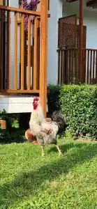 Corendon Hydros Club - 51