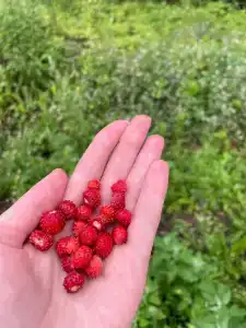 Eko-park Zemlyanichnyy Tourist base - 66