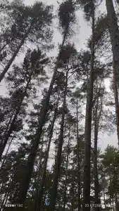 Березина (Минская обл.) - 41