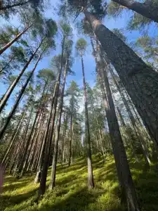 Ryabinushka - 9