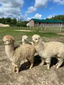 Usad'bu Mar'ino - 50