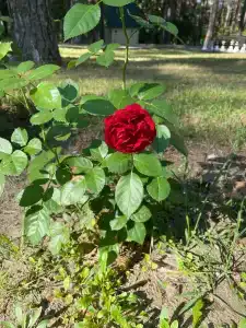 Park-otel Berendey - 57
