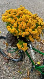 Кронон Парк - 63