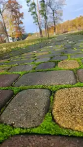 Berezinskaya Dubrava - 52