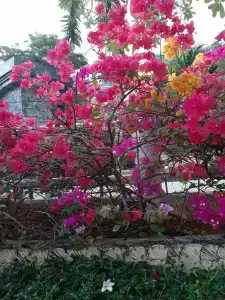 Chanalai Flora Resort, Kata Beach - SHA Plus - 50