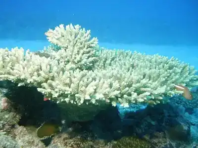 Le Peninsula Bay Beach Resort & Spa - 35