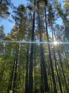 Baza Otdykha Monte-Karlo - 19