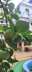 АНДАЛУСИЯ - 99