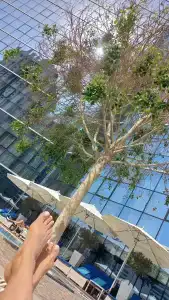 TRYP by Wyndham Dubai - 29