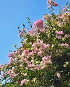 Bademli Konak Otel - 19