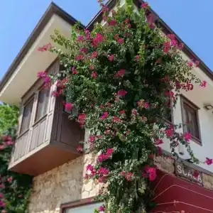 Side Amour - 10