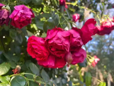 Grand & Spa Priboy - 70