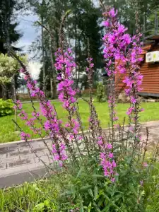 Domiki Recreation Camp - 46