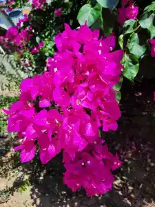 Kleopatra Ramira - All Inclusive - 22