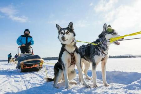 Wilderness Inari & Igloos - 33