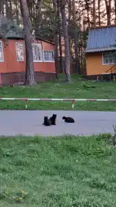 Shahtyor Tourist base - 99