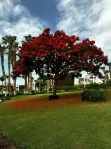 Royal Monte Carlo Sharm El Sheikh - Adults only - 17