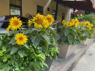 БАГРАТИОН - 93