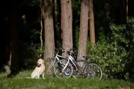 Кронон Парк - 44