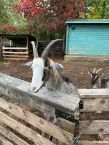 Агроусадьба Здоровей - 53