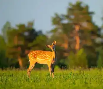 Prirodnyy park Oleniy - 27
