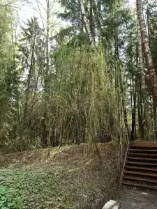 Эко Березовая роща - 88