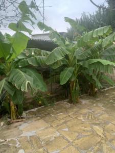 Rial Guest House - 37