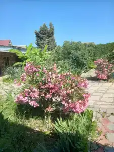 Rial Guest House - 25